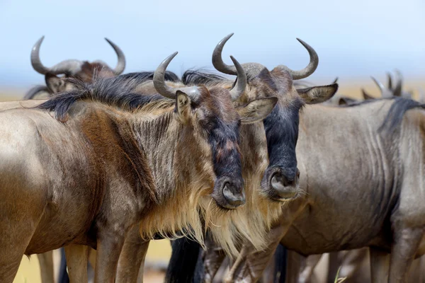 Wildebeest, National park of Kenya — Stock Photo, Image