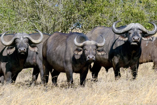 Vild Afrikansk buffel tjur — Stockfoto