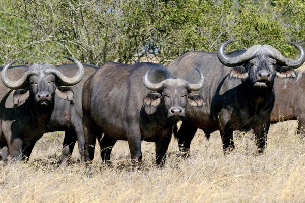 Wild African buffalo bull — Stock Photo, Image