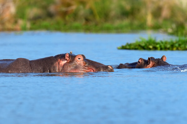 Hippo family. Kenya, Africa