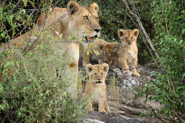 Lion in National park of Kenya, Africa — Stock Photo, Image