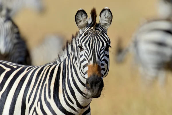 Zebra na loukách v Africe — Stock fotografie