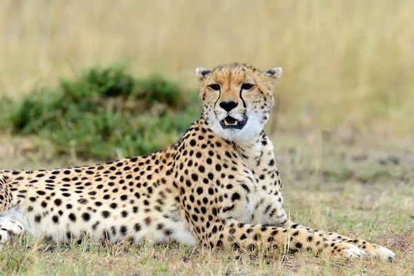 Çita. Afrika, Kenya — Stok fotoğraf