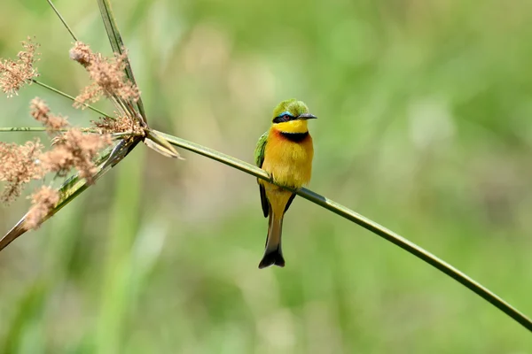 Bee-eater on flower — Stock Photo, Image