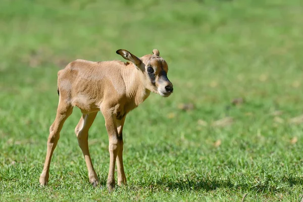 Bébé gemsbok sur herbe — Photo