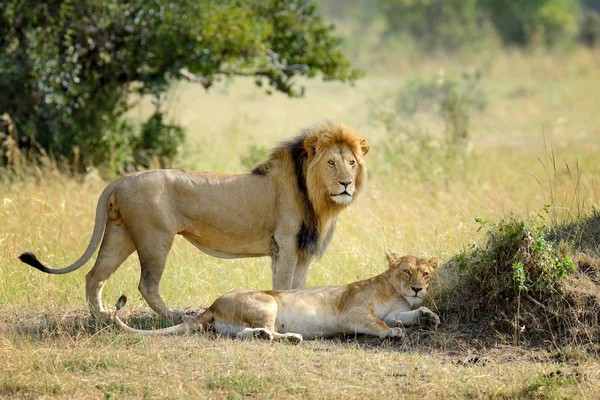 Lion dans le parc national du Kenya, Afrique — Photo