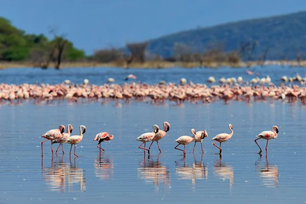 Flamingo's op meer. Kenia, Afrika — Stockfoto