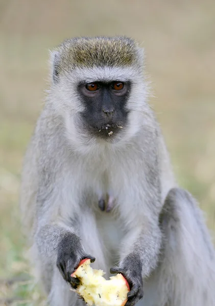 Vervet Macaco comer maçã — Fotografia de Stock