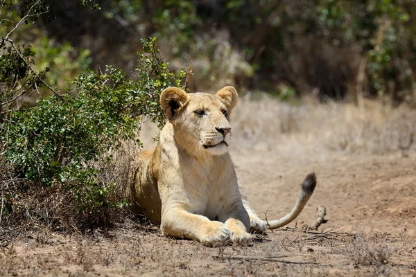 Lion dans le parc national du Kenya, Afrique — Photo