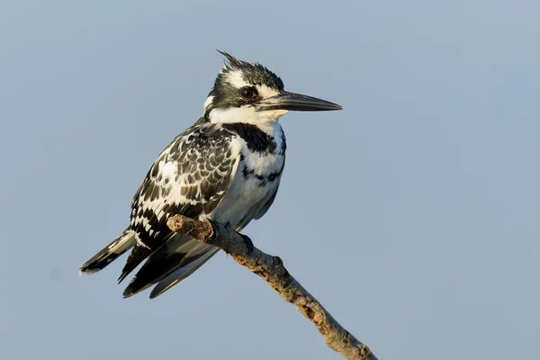 Pied Kingfisher no ramo — Fotografia de Stock