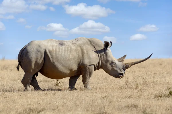 Rinoceronte bianco africano — Foto Stock