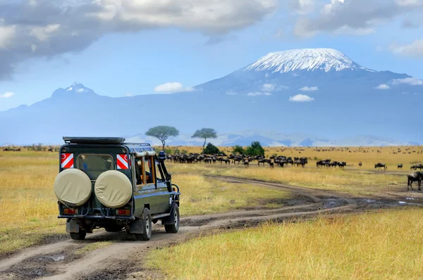 Safari game drive med wildebeest — Stockfoto
