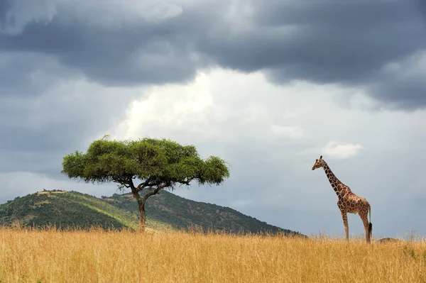 Τοπίο με δέντρο στην Αφρική — Φωτογραφία Αρχείου