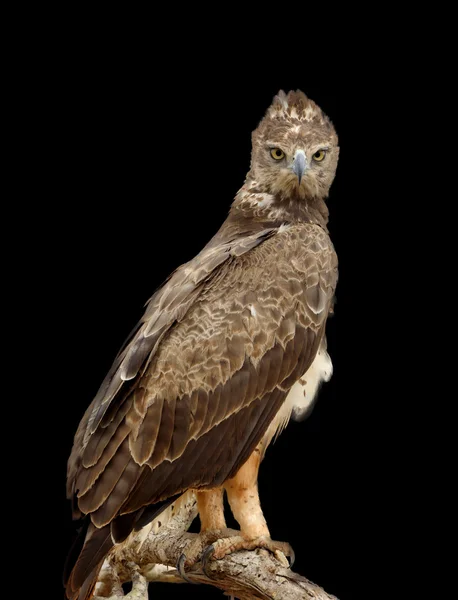 Águia Tawny em fundo escuro — Fotografia de Stock