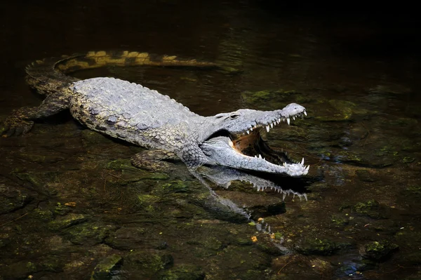 Большой крокодил в воде — стоковое фото
