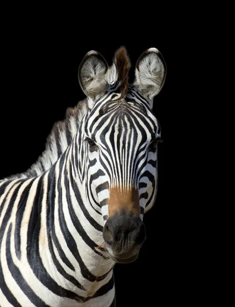 Zebra sötét háttér — Stock Fotó