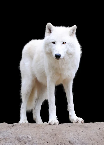 Planificado Manifestación Amigo Lobo blanco fotos de stock, imágenes de Lobo blanco sin royalties |  Depositphotos