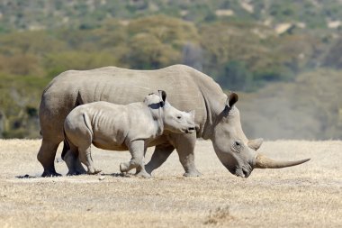 Afrikalı beyaz rhino