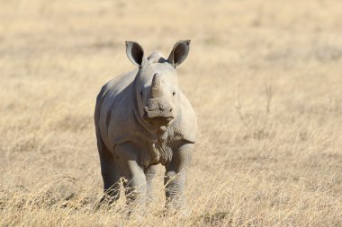 Afrikalı beyaz rhino
