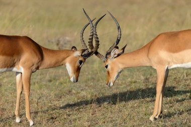 Impala savana Afrika, Kenya fight
