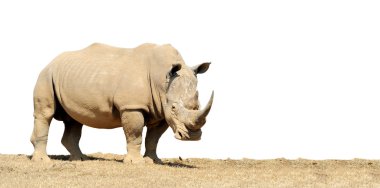 Afrikalı beyaz rhino