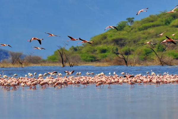 Flamingo's op meer. Kenia, Afrika — Stockfoto