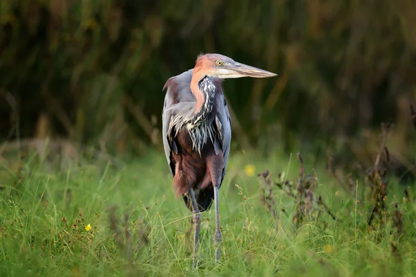 Heron in a grass on river coast — Stock Photo, Image