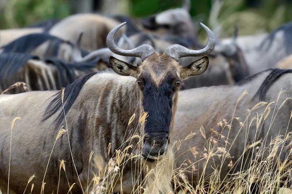 Γκνου (wildebeest), εθνικό πάρκο της Κένυας, Αφρική — Φωτογραφία Αρχείου