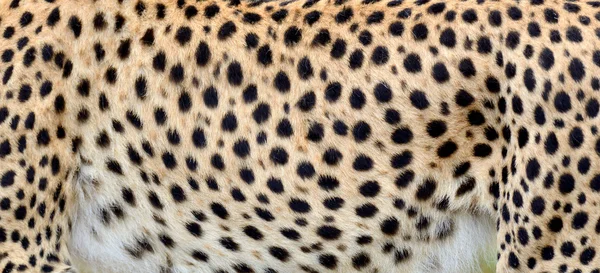 Nahaufnahme der Haut eines Geparden — Stockfoto