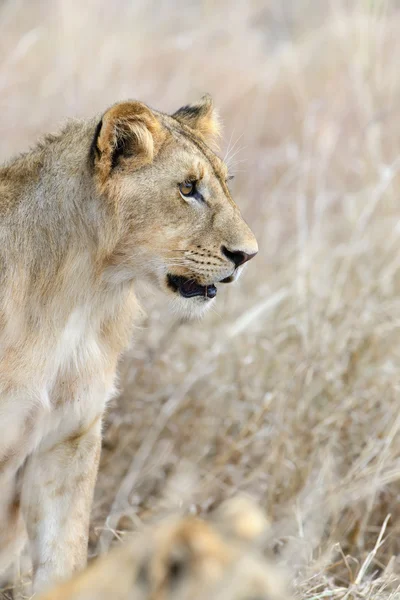 Lion in National park of Kenya, Africa — Stock Photo, Image