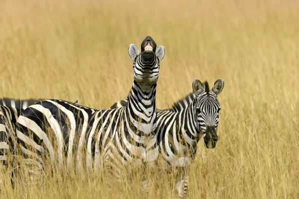 Zebra otlakta Afrika — Stok fotoğraf