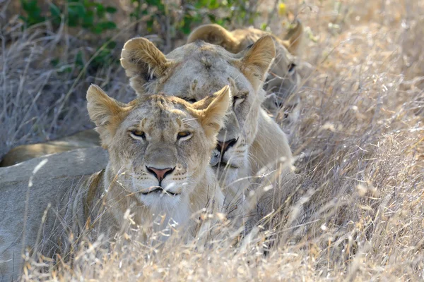 A nemzeti park Kenya, afrikai oroszlán — Stock Fotó