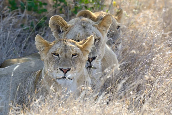 Lion in National park of Kenya, Africa — Stock Photo, Image