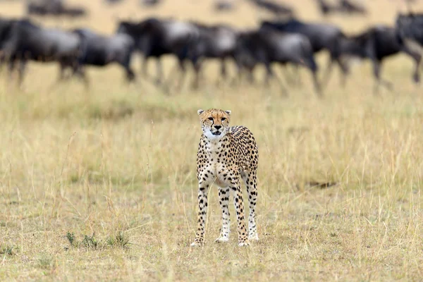 Guepardo salvaje africano — Foto de Stock