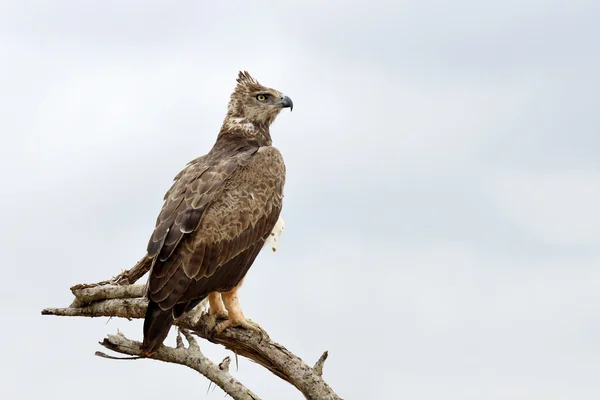 Águia Tawny (Aquila rapax ) — Fotografia de Stock