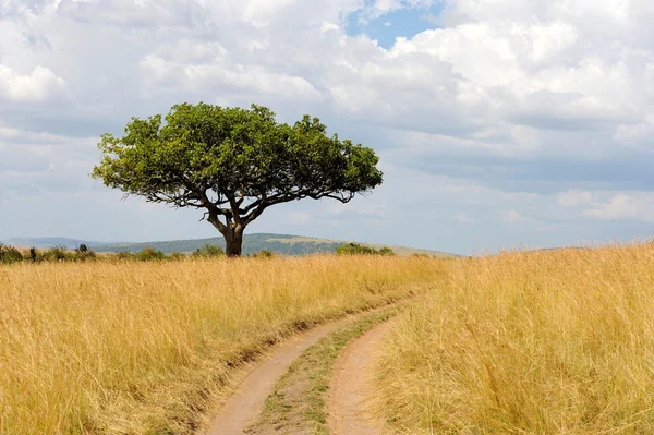 Paisagem com árvore na África — Fotografia de Stock