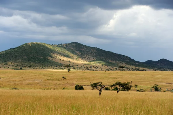 Savannelandschap in het nationaal park van Kenia — Stockfoto