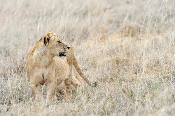 케냐의 국립 공원에서 가까운 사자 — 스톡 사진