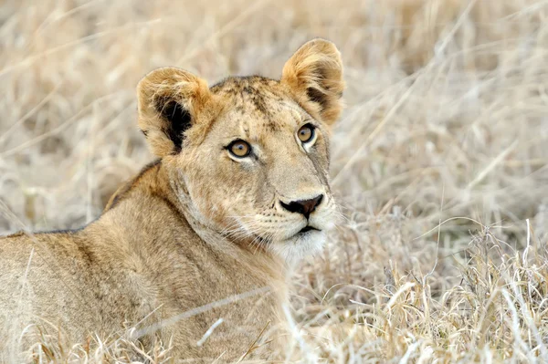 Kenya Ulusal Parkı yakın aslan — Stok fotoğraf
