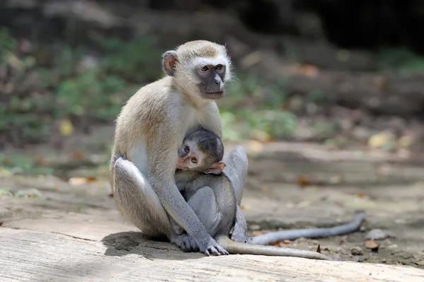 Dos monos vervet en una piedra —  Fotos de Stock