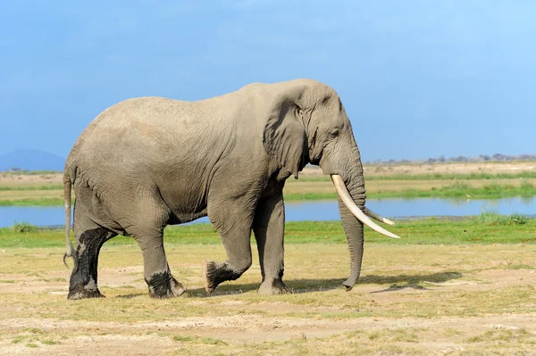 Elefante en el Parque Nacional de Kenia — Foto de Stock