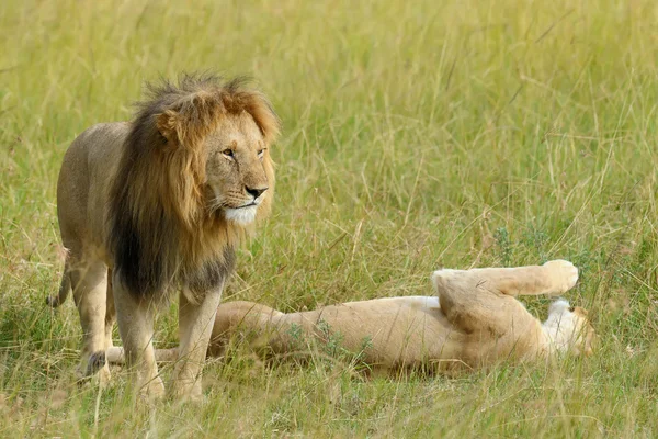 Close lion in National park of Kenya — Stock Photo, Image