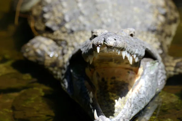 A nemzeti park Kenya, Afrikában a krokodil — Stock Fotó