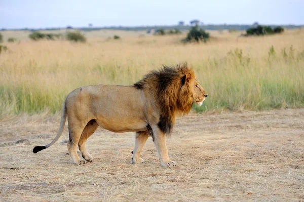 Close lion in National park of Kenya — Stock Photo, Image