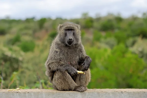 Baviaan op steen in nationaal park van Kenia — Stockfoto