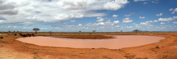 Elefantes africanos en el lago — Foto de Stock