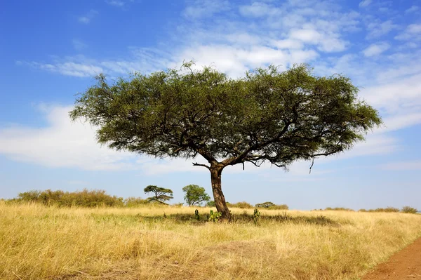 Krajina se stromem v Africe — Stock fotografie