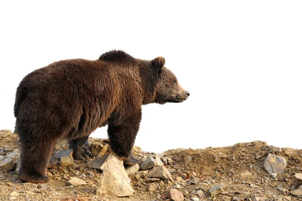 Urso castanho grande — Fotografia de Stock