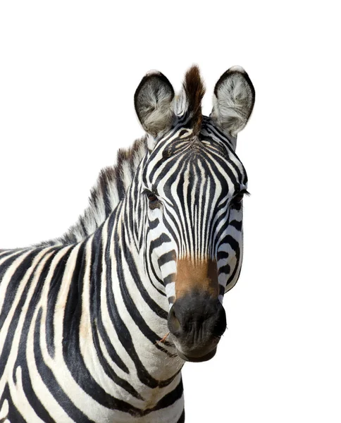 Zebra auf weißem Hintergrund — Stockfoto