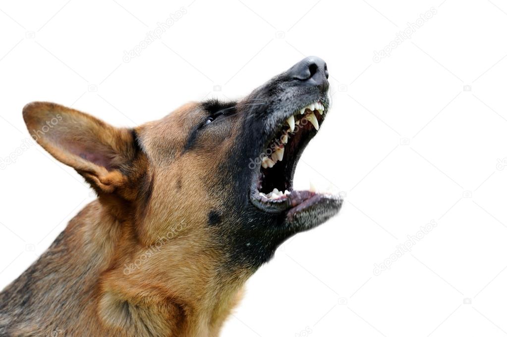 Close angry dog